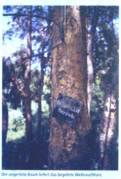 Baum.jpg