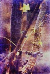 tree-1.jpg