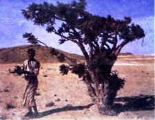 tree-2.jpg
