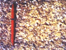 salai-gugal.jpg